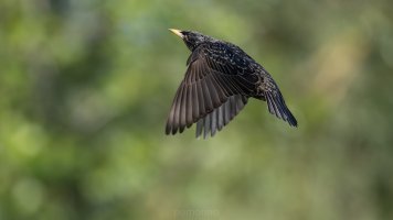 rising star_04.jpg
