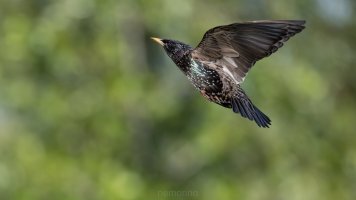 rising star_03.jpg