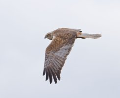 6L8A1641-DxO_Marsh_Harrier.jpg