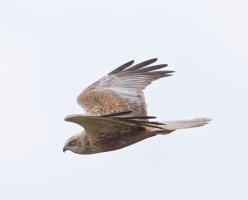 6L8A1643-DxO_Marsh_Harrier.jpg