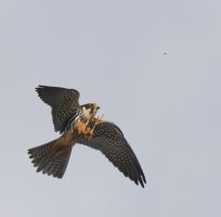 6L8A2469-DxO_Hobby_flying_catching_insect.jpg
