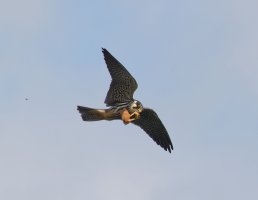 6L8A2473-DxO_Hobby_flying_catching_insect.jpg