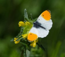 6L8A2876-DxO_Orange_tip_butterfly.jpg