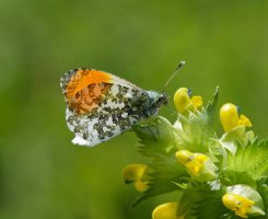 6L8A2879-DxO_Orange_tip_butterfly_side.jpg