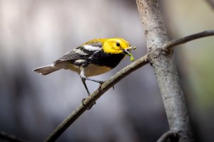 _V0A7359-Edit.jpg