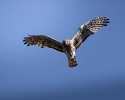 _V0A5443-Edit.jpg