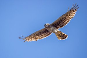 _V0A5285-Edit.jpg