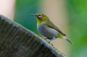 DSC_5067_DxO.jpg
