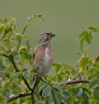 6L8A2901-DxO_Linnet.jpg