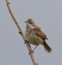 6L8A2909-DxO_Whitethroat.jpg