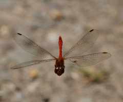 6L8A4478-DxO_ruddy_darter_dragonfly_flying_face_on.jpg 6L8A4478-DxO_ruddy_darter_dragonfly_flying_face_on.jpg