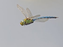 309A2059-DxO_Emperor_dragonfly_flying_shsh.jpg 309A2059-DxO_Emperor_dragonfly_flying_shsh.jpg