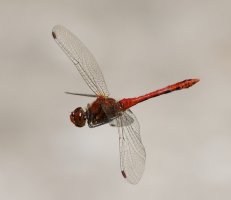 309A4870-DxO_Ruddy_Darter_Dragonfly_flying-ls-topaz-sharpen.jpeg 309A4870-DxO_Ruddy_Darter_Dragonfly_flying-ls-topaz-sharpen.jpeg