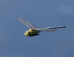 309A5432-DxO_Emperor_Dragonfly_Flying.jpg 309A5432-DxO_Emperor_Dragonfly_Flying.jpg