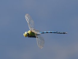 309A5457-DxO_Emperor_Dragonfly_Flying-1.jpg 309A5457-DxO_Emperor_Dragonfly_Flying-1.jpg