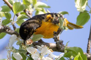Raw 01-4194 Baltimore Oriole.jpg