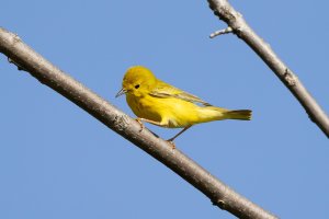 Raw 01-4239 Yellow Warbler.jpg