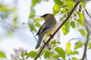 Raw 01-4256 Cedar Waxwing.jpg