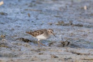 Raw 01-4165 Least Sandpiper.jpg