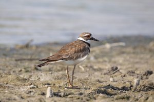 Raw 01-4344 Killdeer.jpg