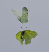 6L8A9253-DxO_Brimstone_Butterfly_s_flying+1.jpg