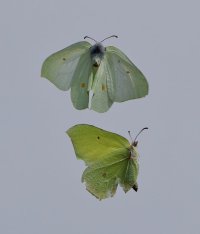 6L8A9255-DxO_Brimstone_Butterfly_s_flying+1.jpg