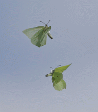 Brimstone_Butterfly_Courting.gif