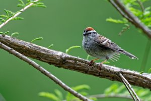 Chipping Sparrow.jpg Chipping Sparrow.jpg