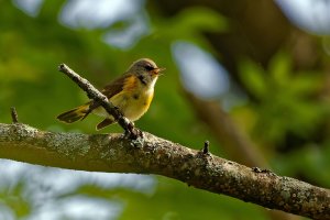 American Redstart.jpg American Redstart.jpg