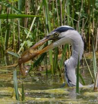 3R3A9414-DxO_grey_heron_eating_fish_crop.jpg 3R3A9414-DxO_grey_heron_eating_fish_crop.jpg