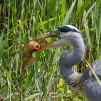 3R3A9419-DxO_grey_heron_eating_fish_crop.jpg 3R3A9419-DxO_grey_heron_eating_fish_crop.jpg