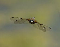 6L8A9517-DxO_Four_spot_chaser_flying_head_on.jpg