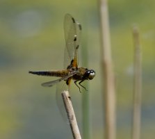 6L8A9705-DxO_Four_spot_chaser_flying_head_34.jpg