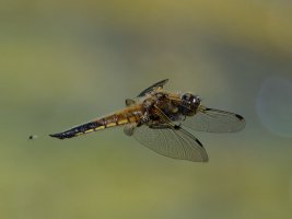 6L8A9732-DxO_Four_spot_chaser+insect_flying.jpg