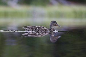90k_E9A6396_DxO_R52.jpg