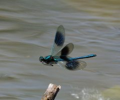 6L8A0578-DxO_Banded_demoiselle_flying.jpg