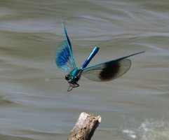 6L8A0579-DxO_Banded_demoiselle_flying.jpg