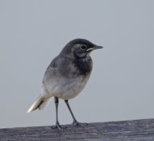6L8A0643-DxO_pied_wagtail_fledgling.jpg