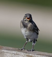 6L8A0703-DxO_pied_wagtail_fledgling.jpg