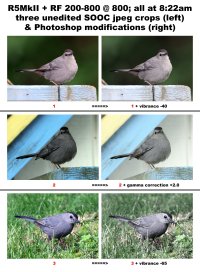 260527 six bird pix resized for CR copy.jpg