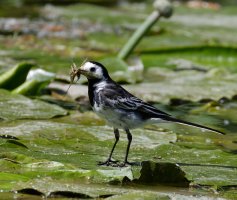 6L8A1057-DxO_Pied_Wagtail+insects.jpg