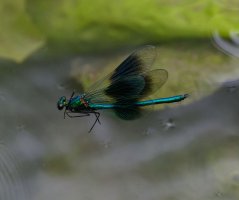 6L8A2014-DxO_Banded_demoiselle_flying.jpg