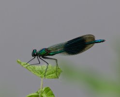 6L8A1847-DxO_Male_Banded_demoiselle.jpg