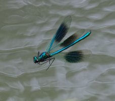 6L8A1951-DxO_Banded_demoiselle_flying.jpg