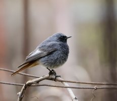 IMG_8126.jpg