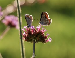 IMG_8792.jpg