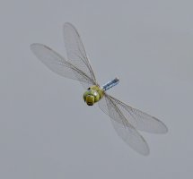 6L8A2193-DxO_emperor_dragonfly_flying_head_on.jpg