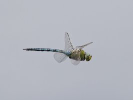6L8A2381-DxO_emperor_dragonfly_flying.jpg