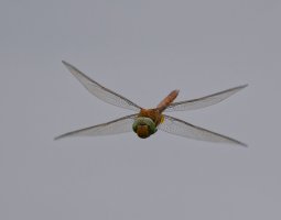 6L8A2456-DxO_Norfolk_hawker_Dragonfly_flying_head_on.jpg