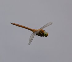 6L8A2485-DxO_Norfolk_hawker_Dragonfly_flying.jpg